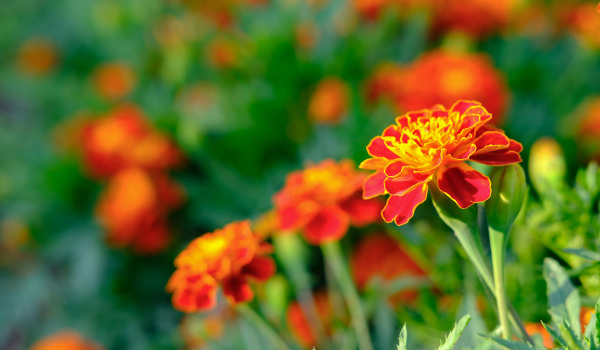Best Flowers to Grow in Arizona Gardening Glow