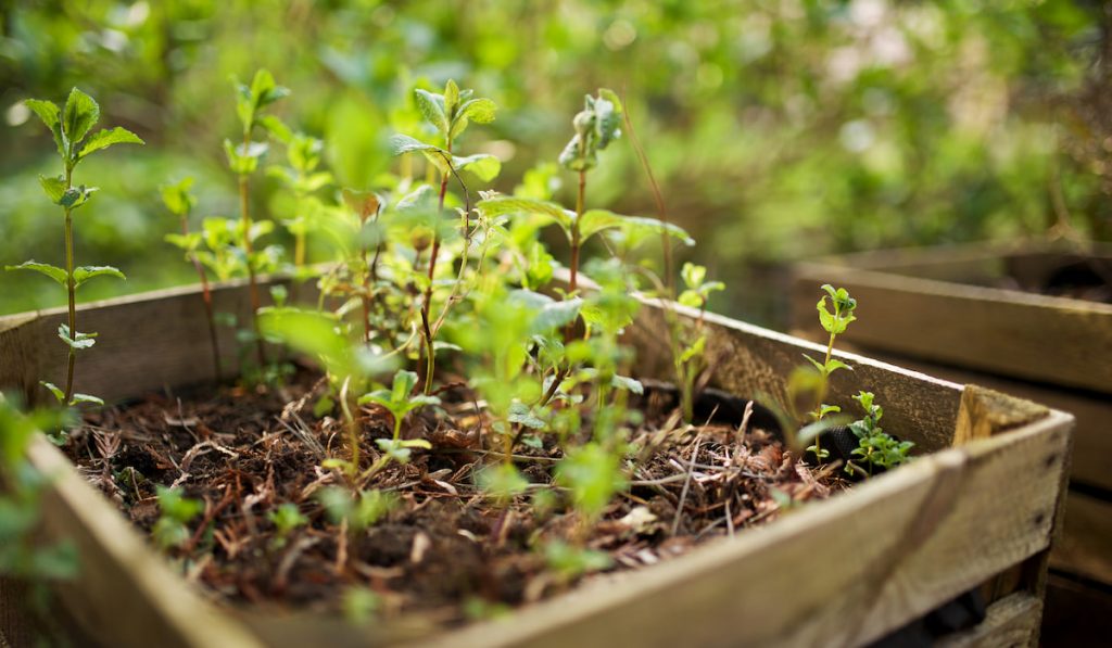 mint-plants-growing-in-raised-bed-garden