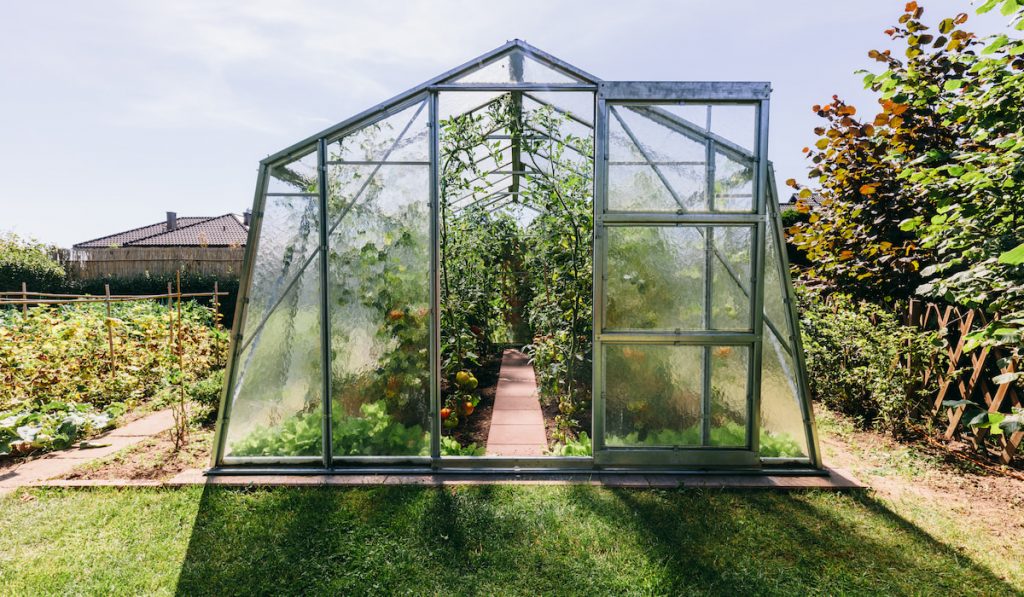 open door of greenhouse in the backyard with tomatoes growing