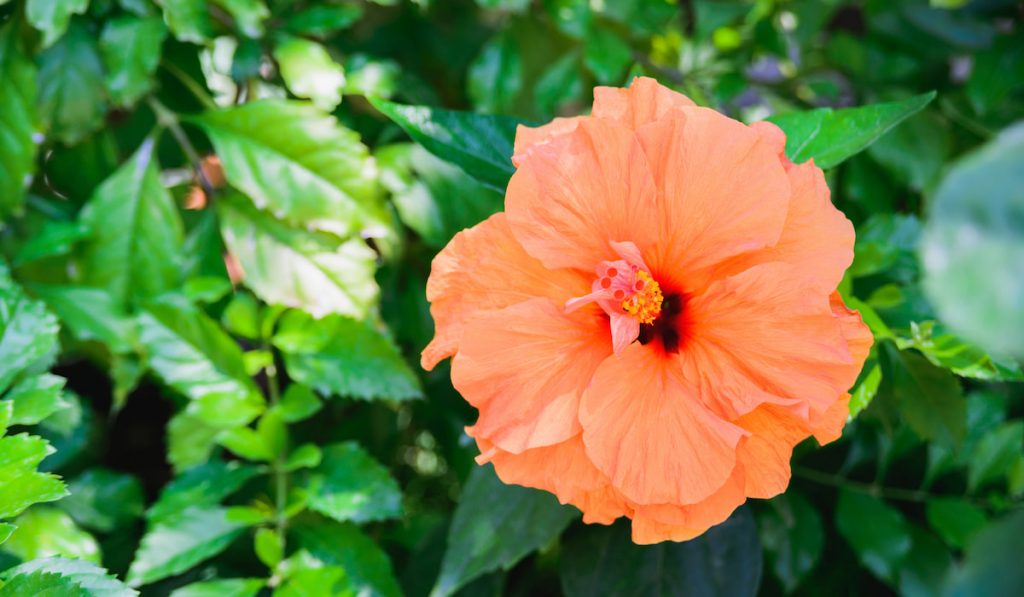 orange rose of sharon hibiscus closeup on green leaves background