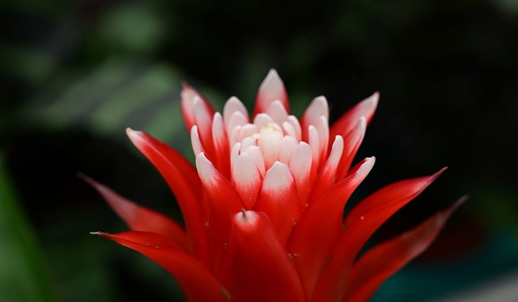 red bromeliad flower on dark background 