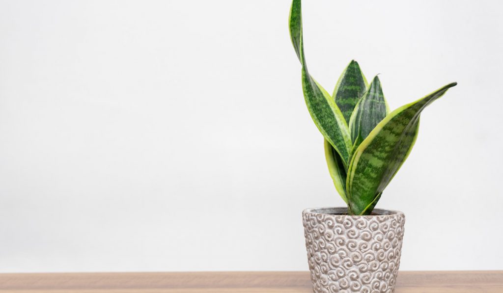 snake plant or sansevieria home plant in gray pot 