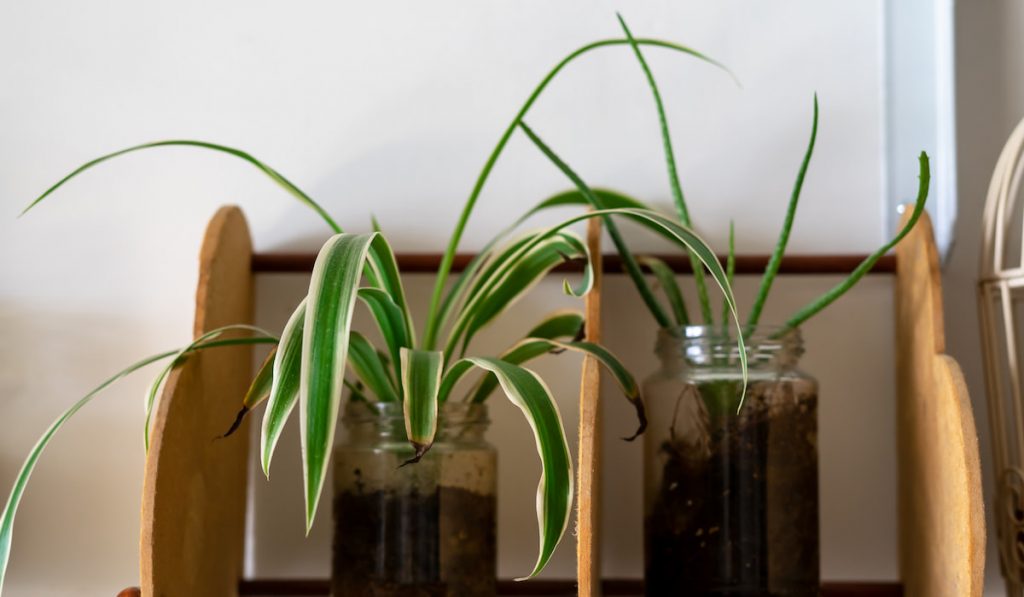 spider plants in clear jars on the wooden shelves
