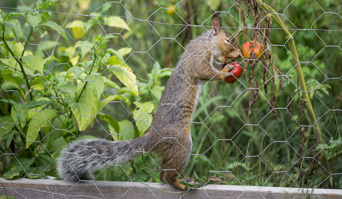 squirrel-stealing-tomato-from-the-garden