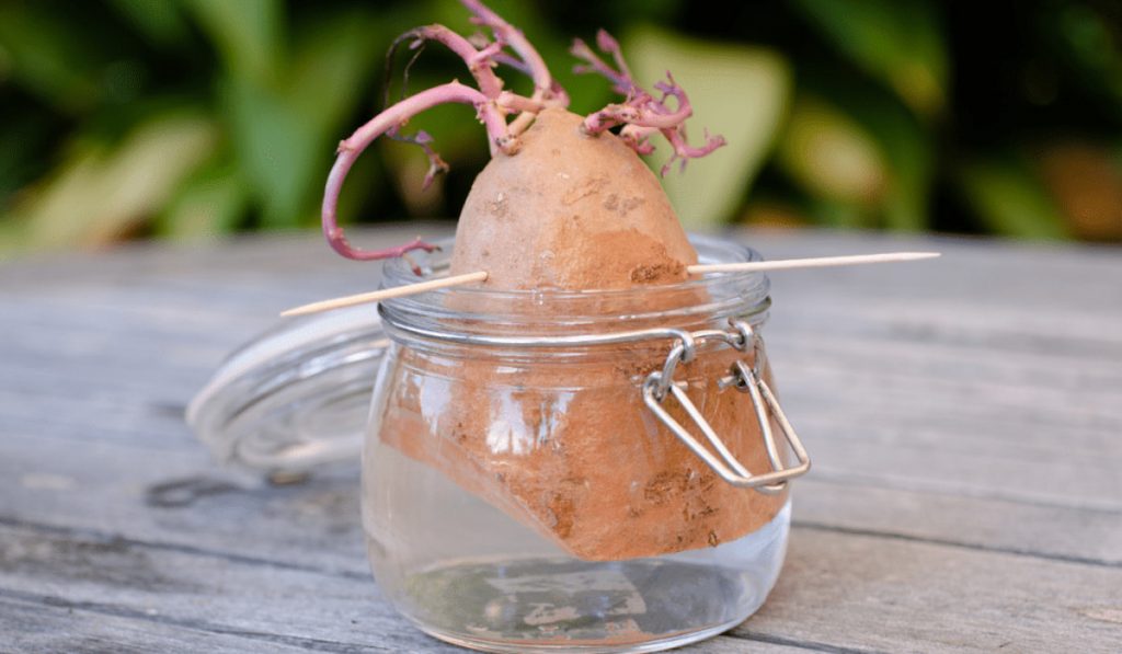 sweet potato in a jar with water