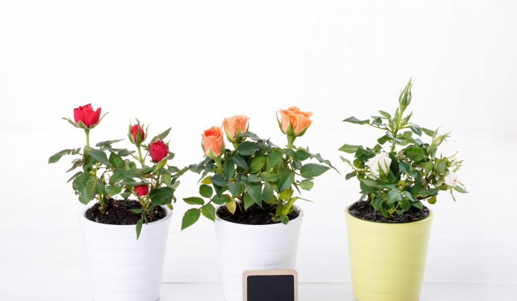 three miniature rose plant flower on white background 