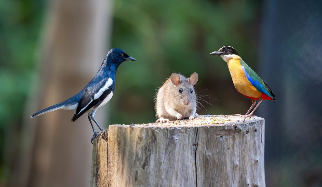 two bird and a rat standing on a tree log