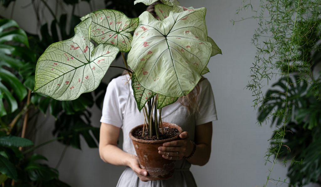 woman holding a caladium plant in a pot