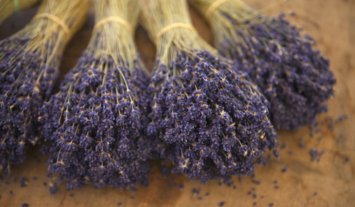 7 Tips for Saving a Dying Lavender Plant Gardening Glow