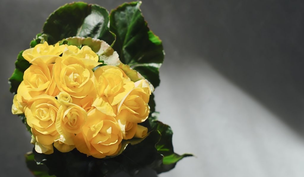 yellow Begonia flowers on gray background